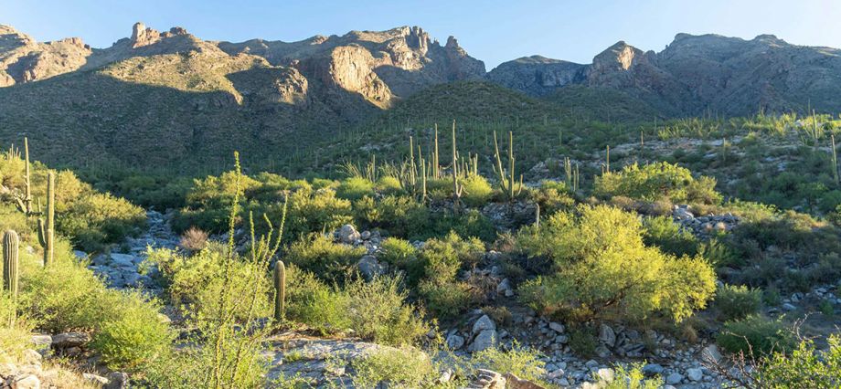 Saguaro National Park | Tucson | Arizona
