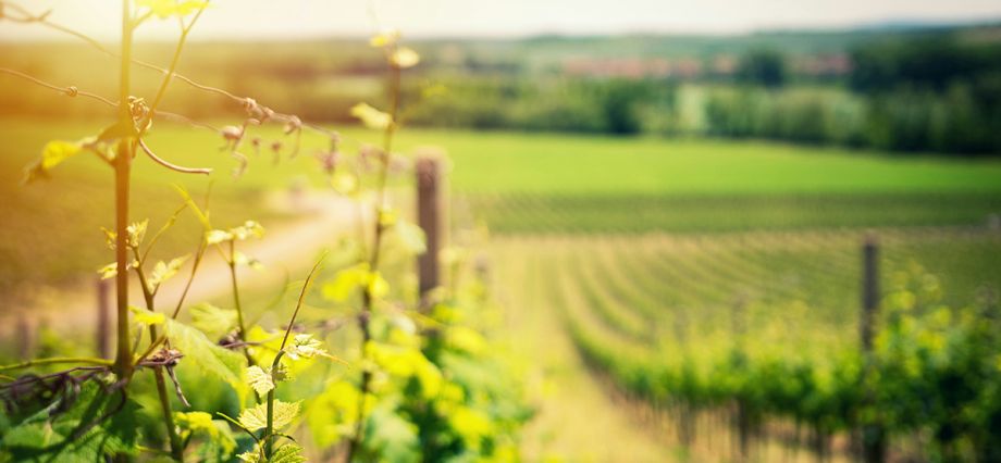 California Wine Country